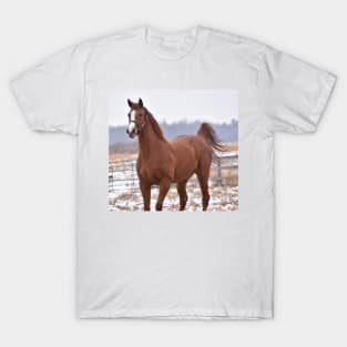 Verrazano filly T-Shirt